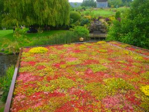 green roof on garden studio